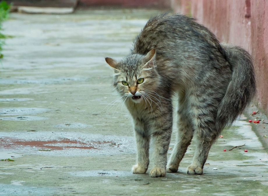 Беспородные кошки