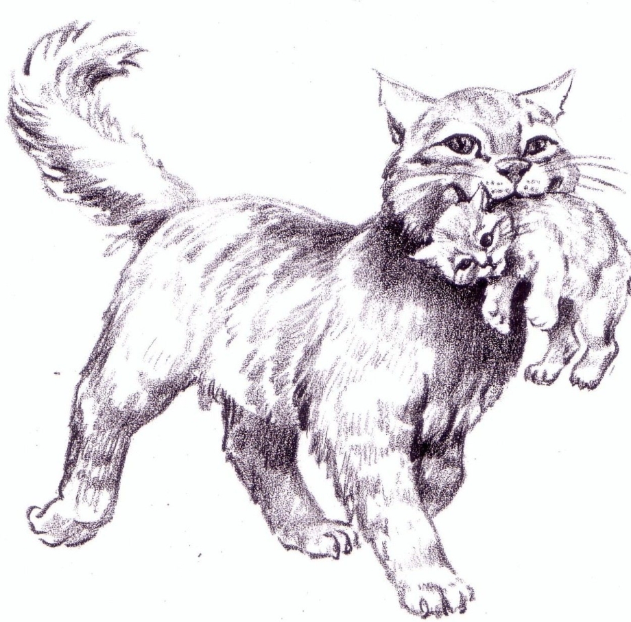 Кошка вздыбилась
