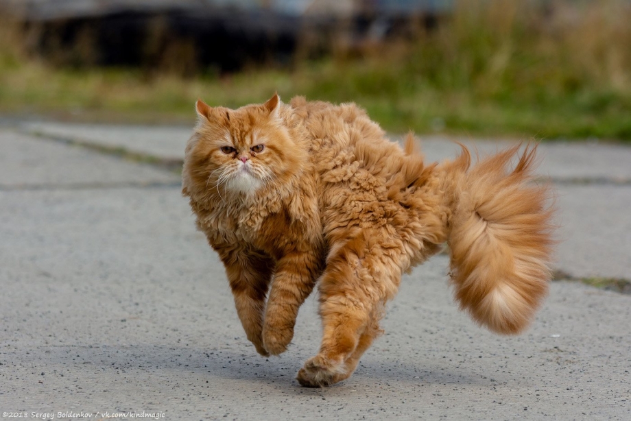 Кошка на дыбах