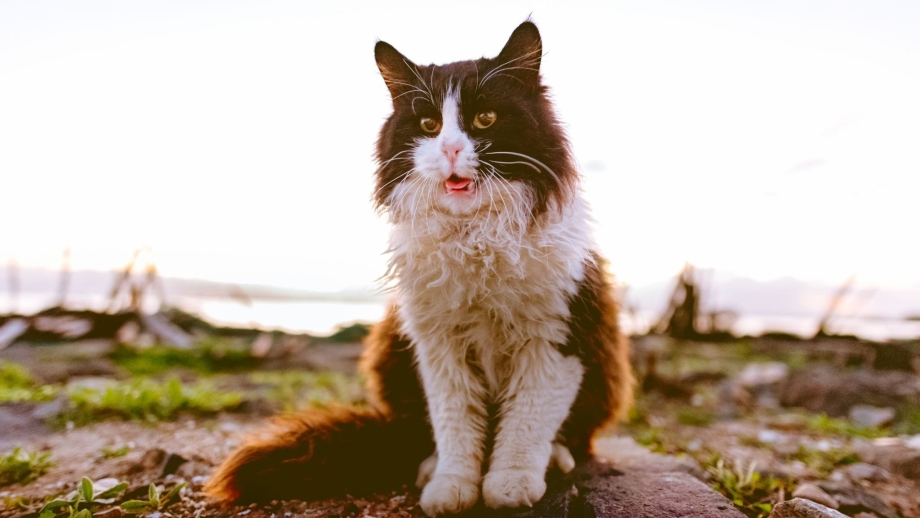 Кошка бегает