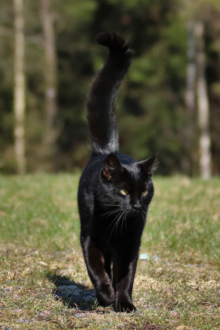 Коты на задних лапах