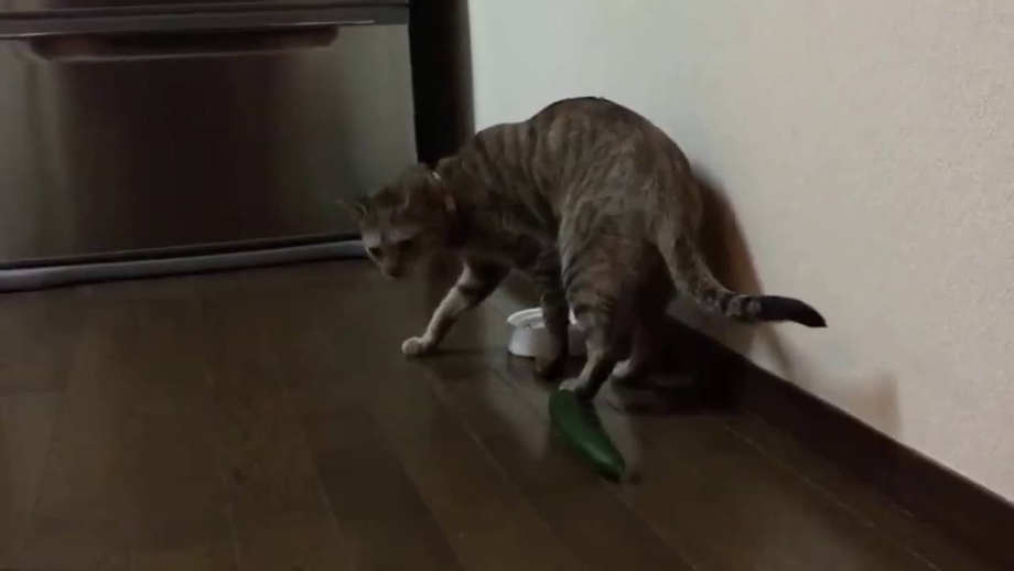 Черный кот шерсть дыбом