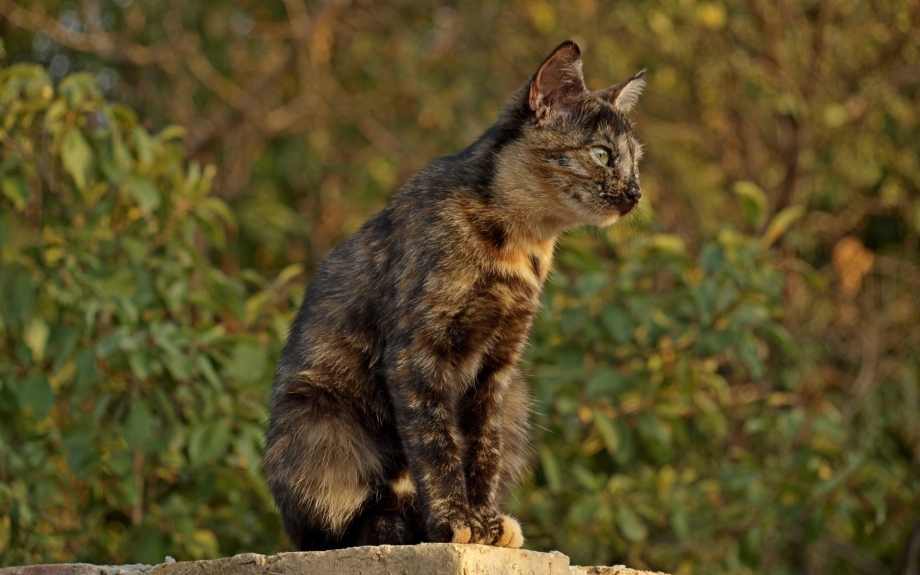 Бомбейская кошка длинношерстная