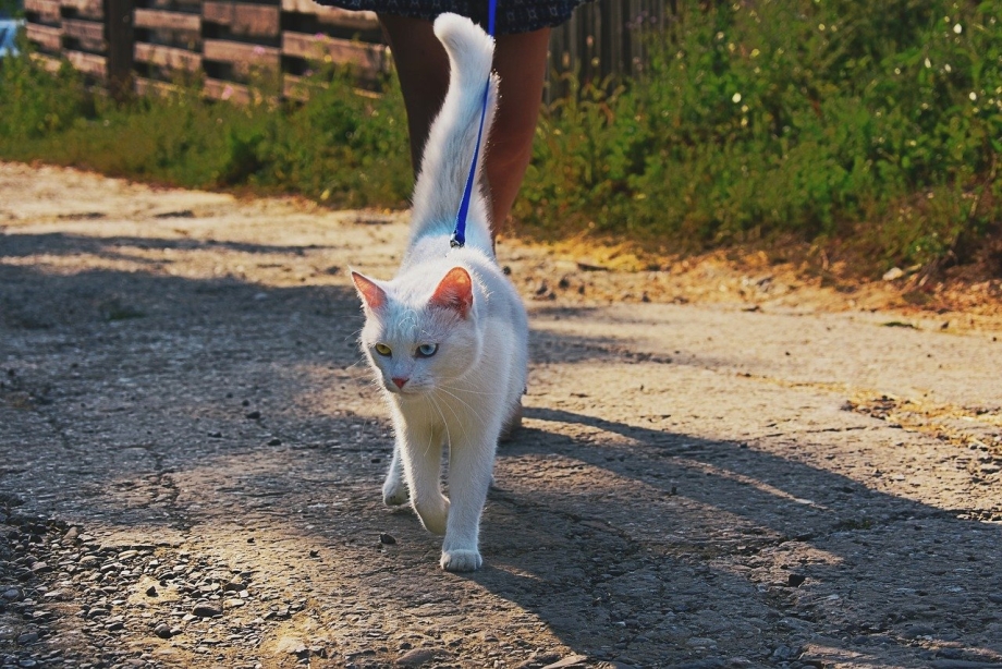 Силуэт кошки на Хэллоуин