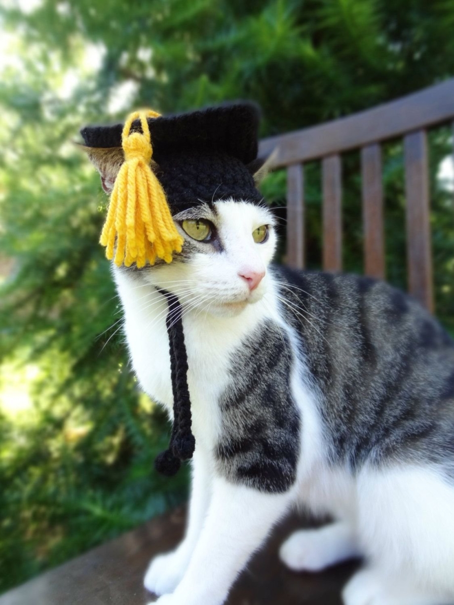 Животные шляпа. Шапочка кошки. Шапка 'кошка'. Кот в шапке. Шапочки для котиков.