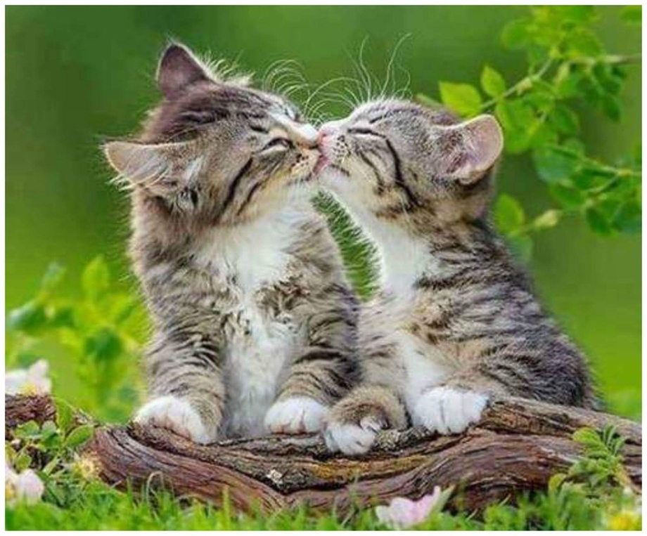Котик целует