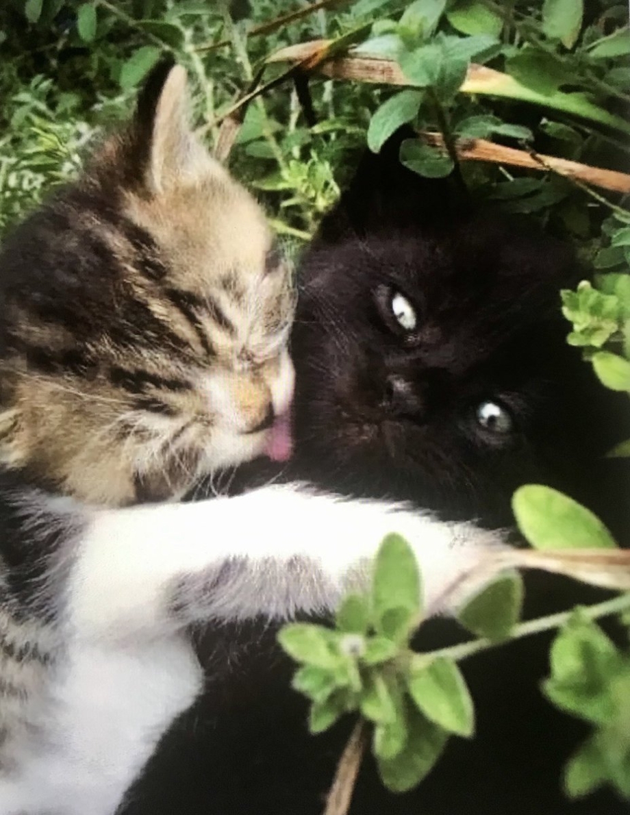 Котятки обнимаются