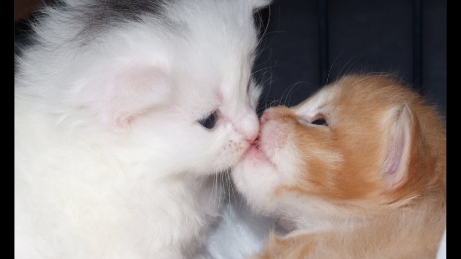 Маленькие котята целуются