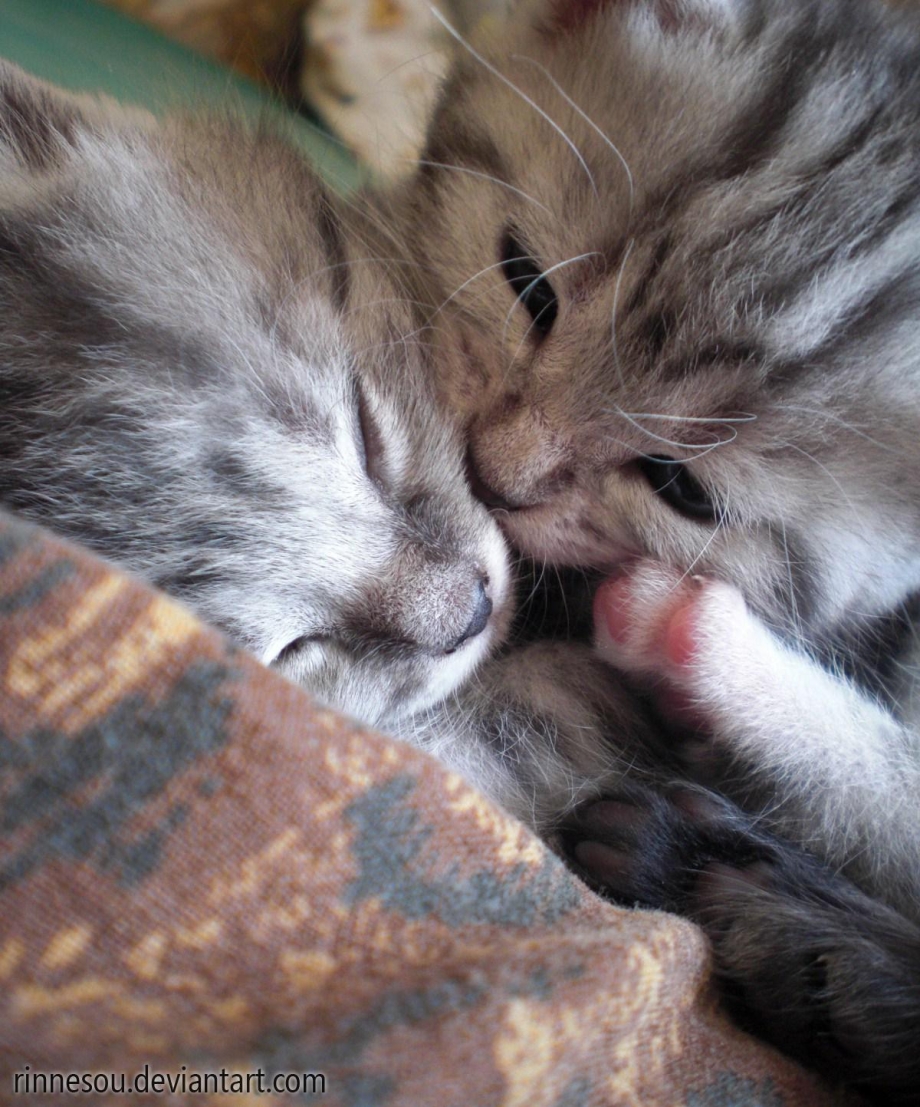 Котенок целует