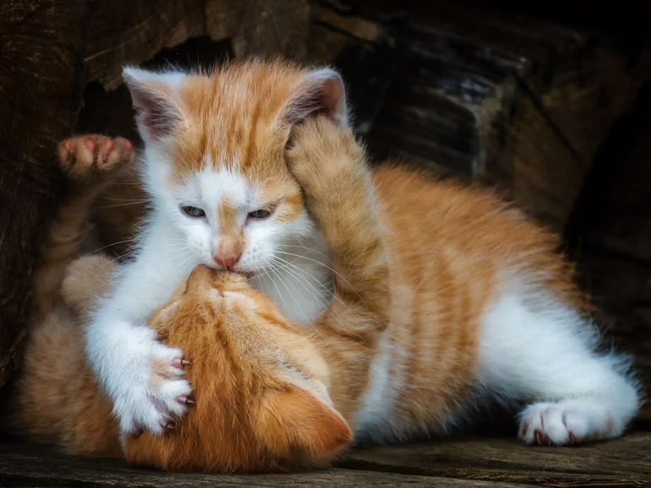 Котята любовь