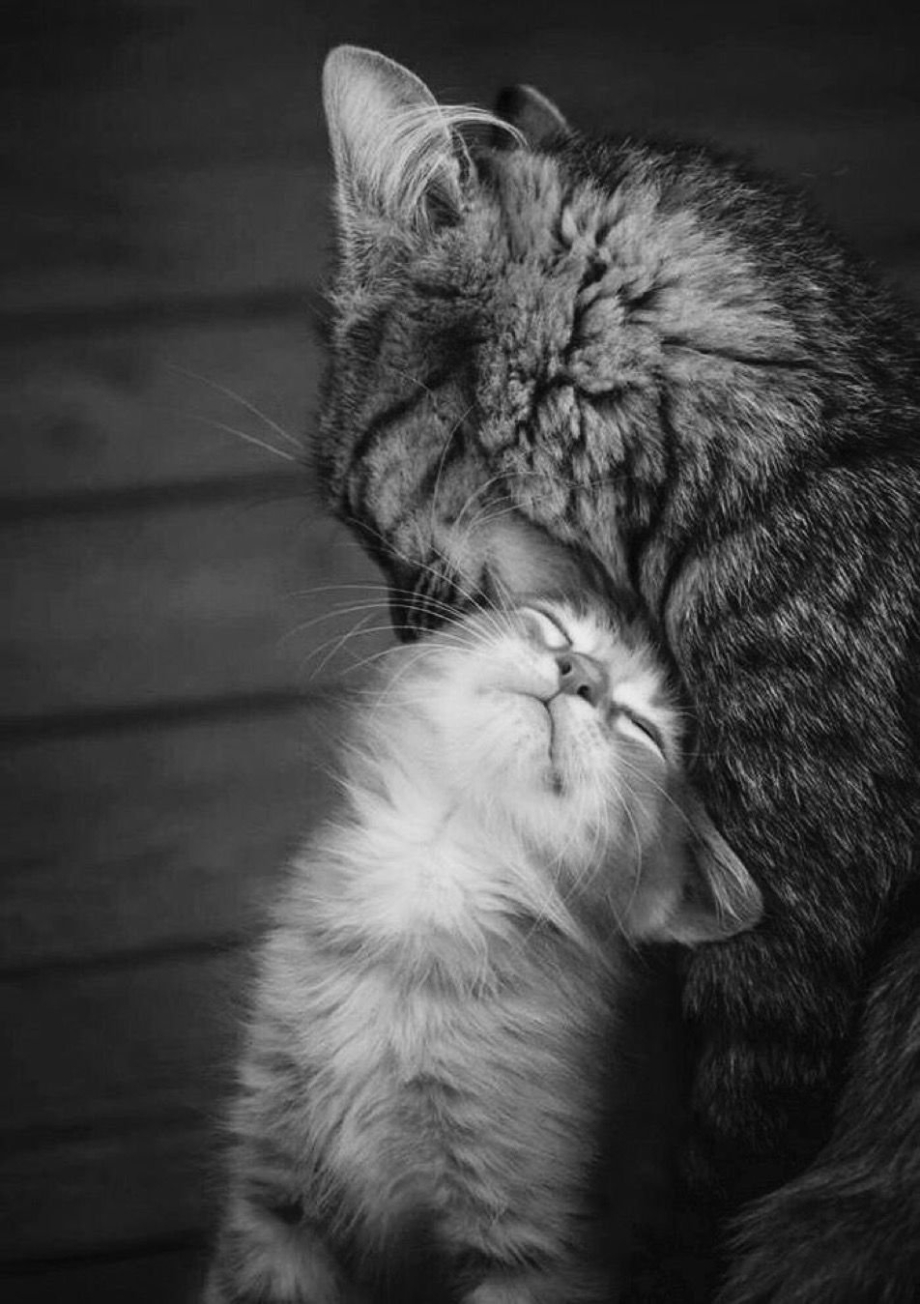 Кошачья любовь