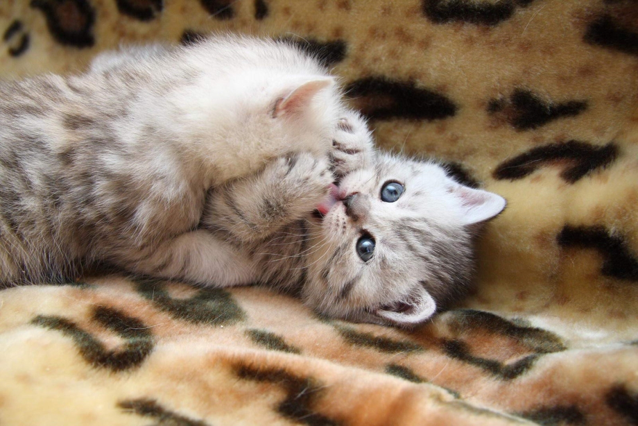 Котенок целует