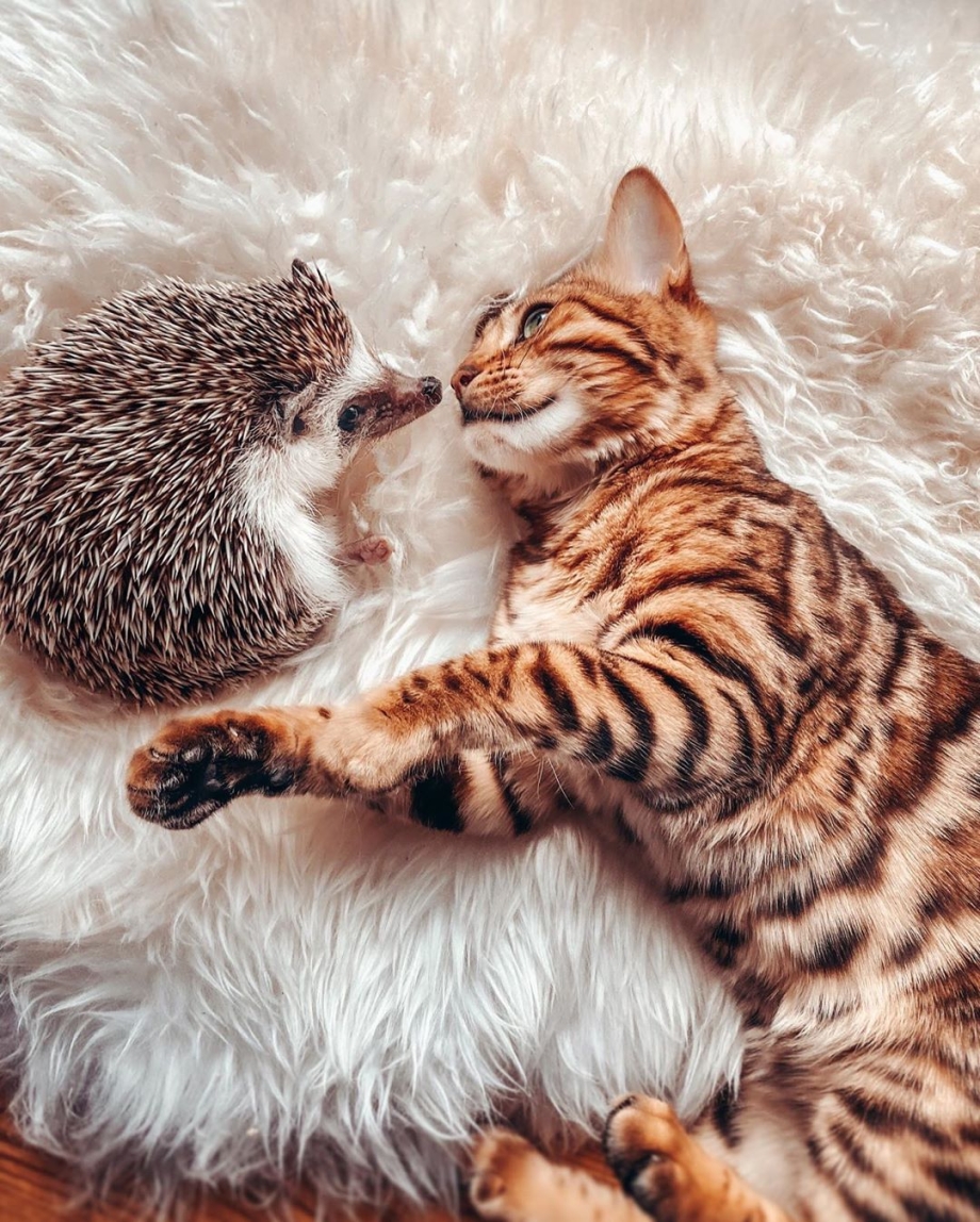 Обнимашки котят