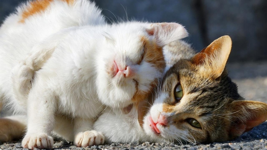 Ласковый котик