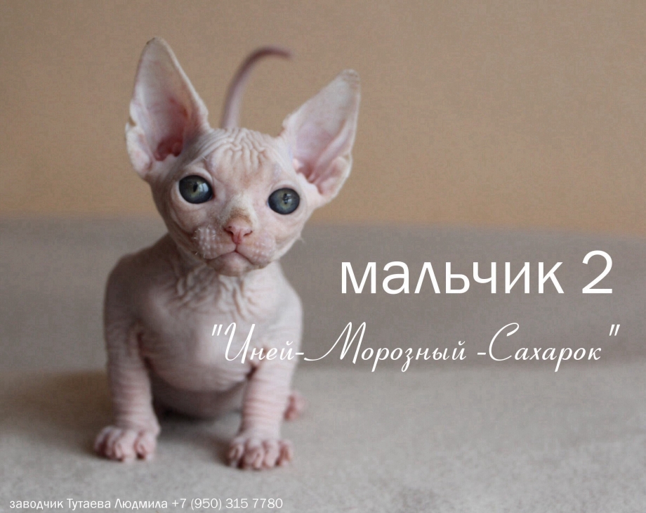 Дальневосточный сфинкс кот