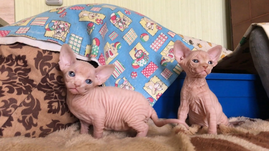 ПРОБАЛАНС для кошек для котят