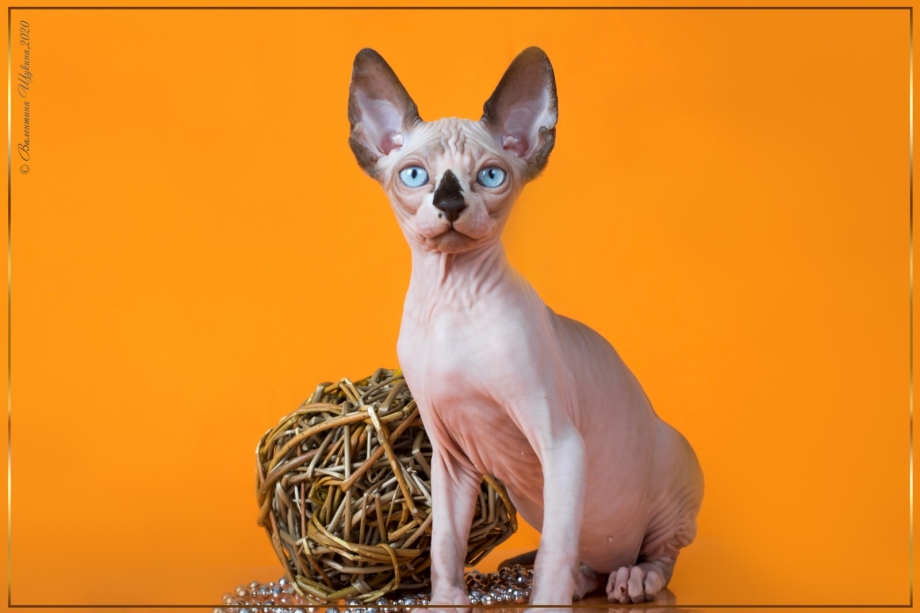 Фото котят сфинксов дымчатых