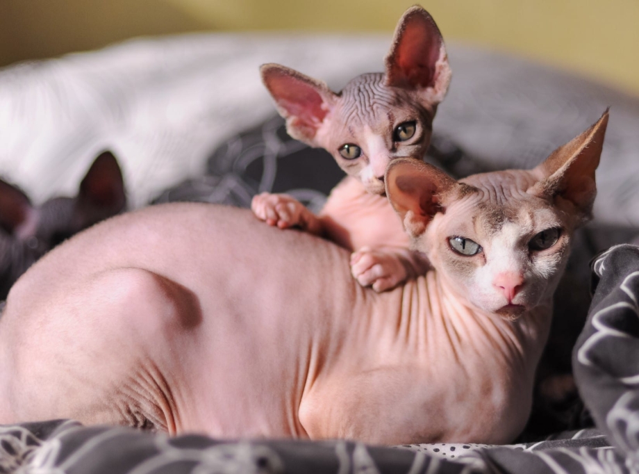 Сфинкс дома котёнок петнистый кот