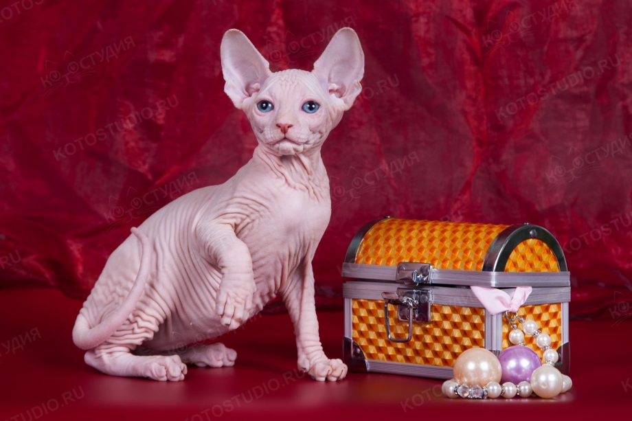 Авито Чувашия кошки сфинкс