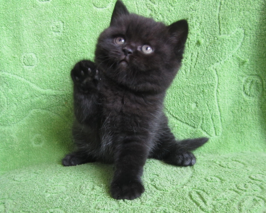Шотландские котята скоттиш страйт черные
