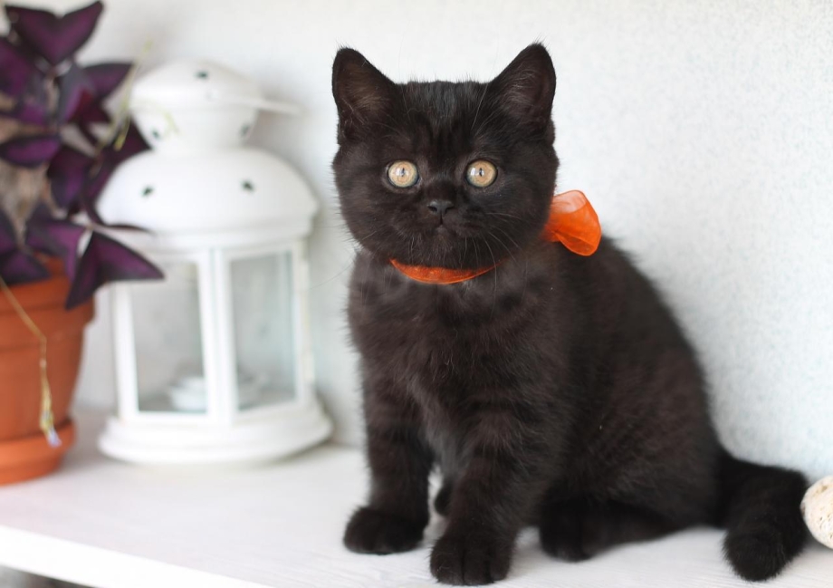 Британский кот черный