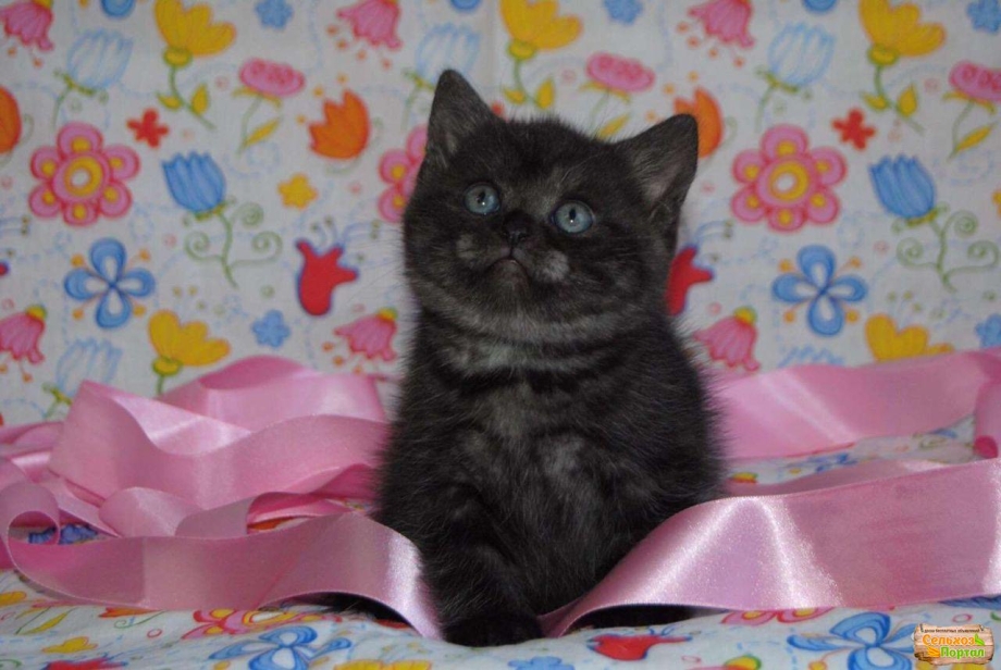Черный дымчатый британец котенок