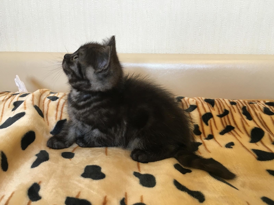 Черно дымчатый котенок