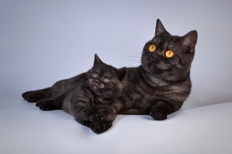 Шотландская кошка прямоухая черная