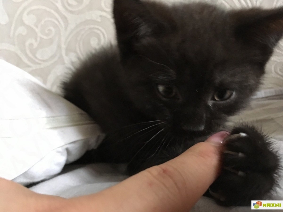Отдам британских котят черных