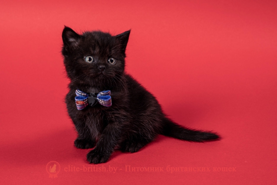 Котенок черный британец короткошерстный