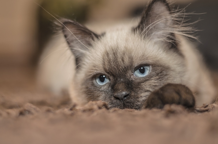 Сиамский котенок маленький