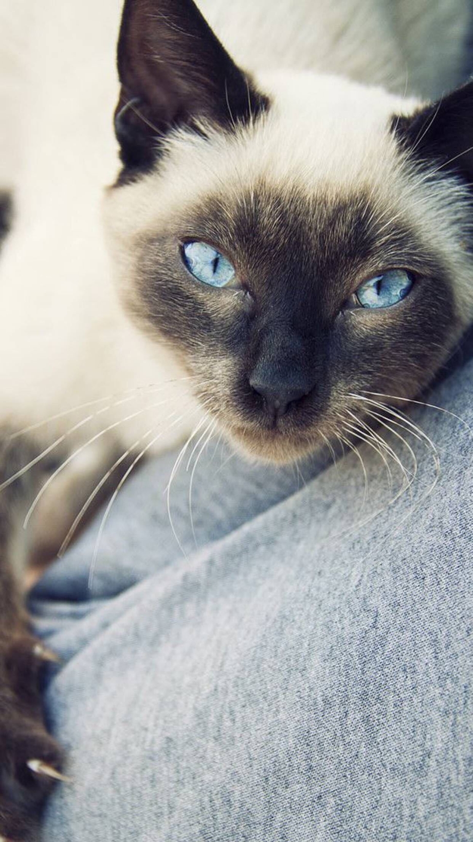 Сиамская кошка серая