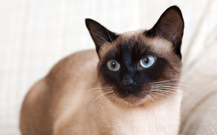Сиамская кошка