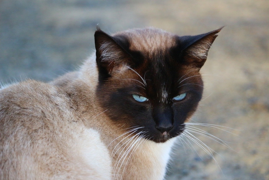 Сиамская кошка