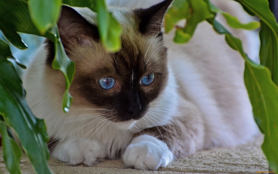 Милая тайская кошка