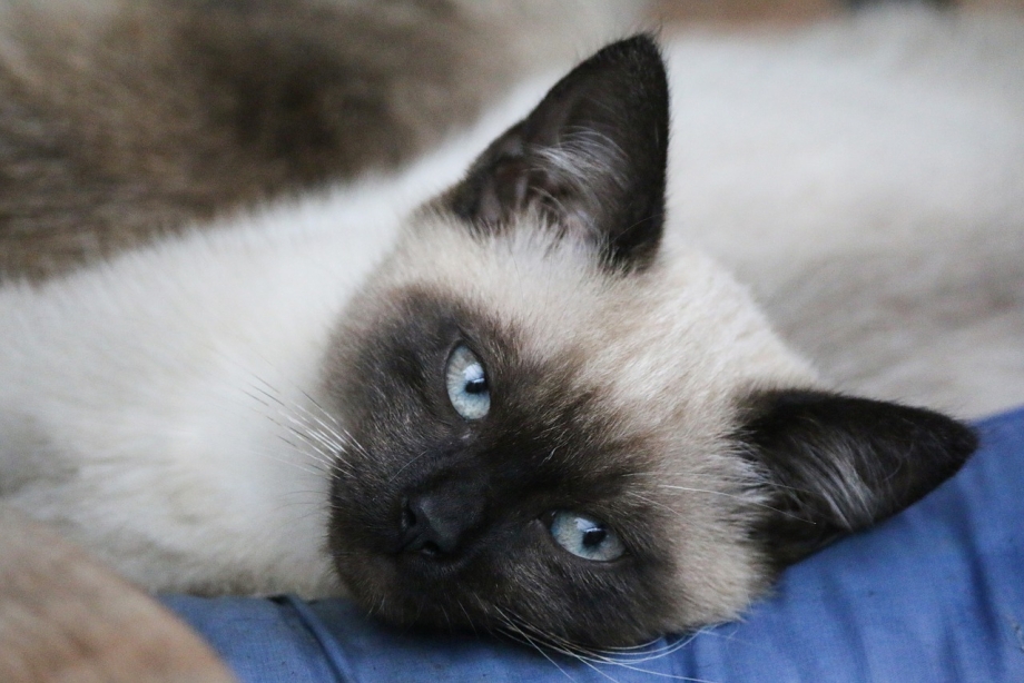 Сиамская голубая кошка