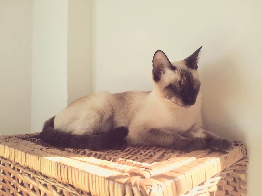 Сиамская кошка спит