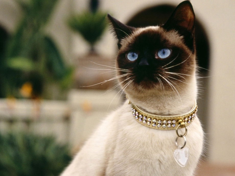 Королевский сиамский кот