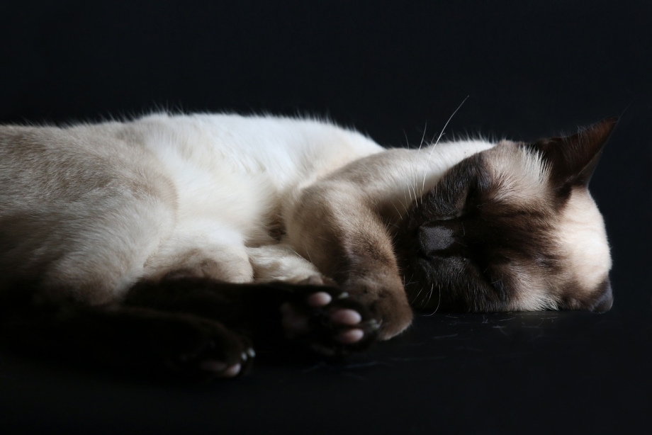 Спящий котик