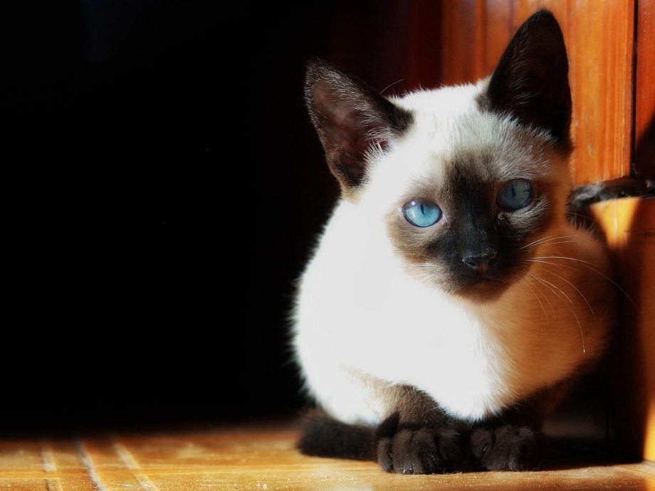 Котята сиамской породы