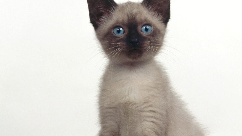 Сиамская кошка