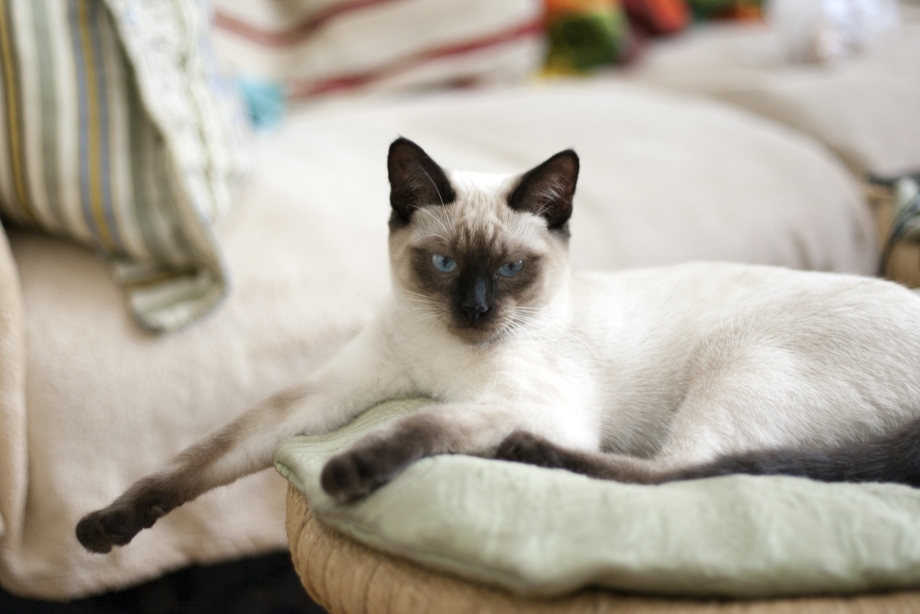 Сиамский и тайский кот
