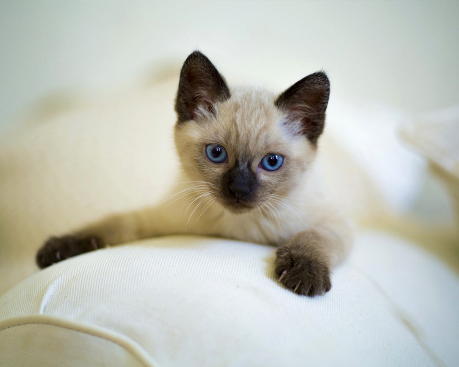 Сиамская кошка котенок