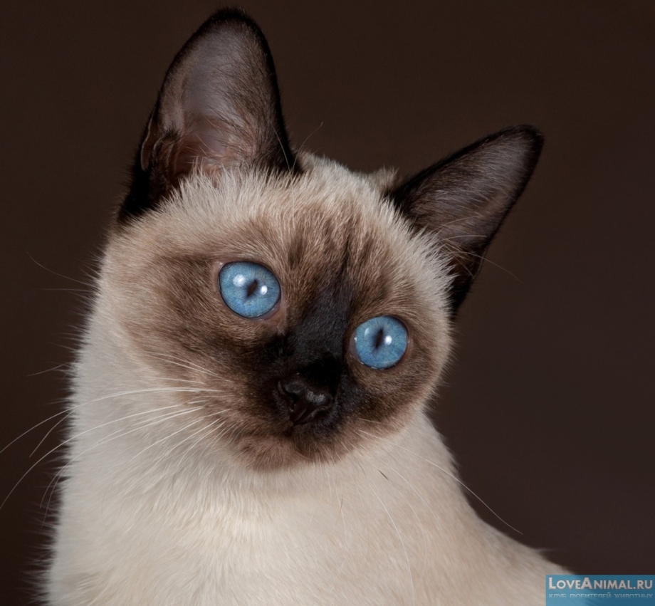 Сиамская кошка