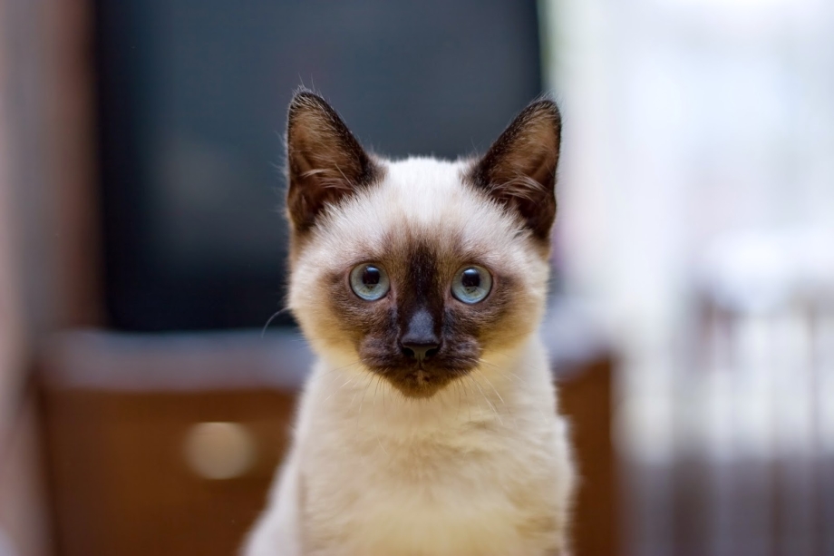 Сиамская кошка