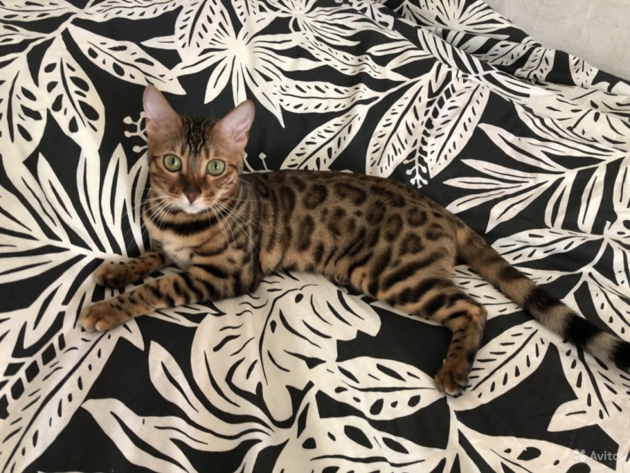 Бенгальская кошка
