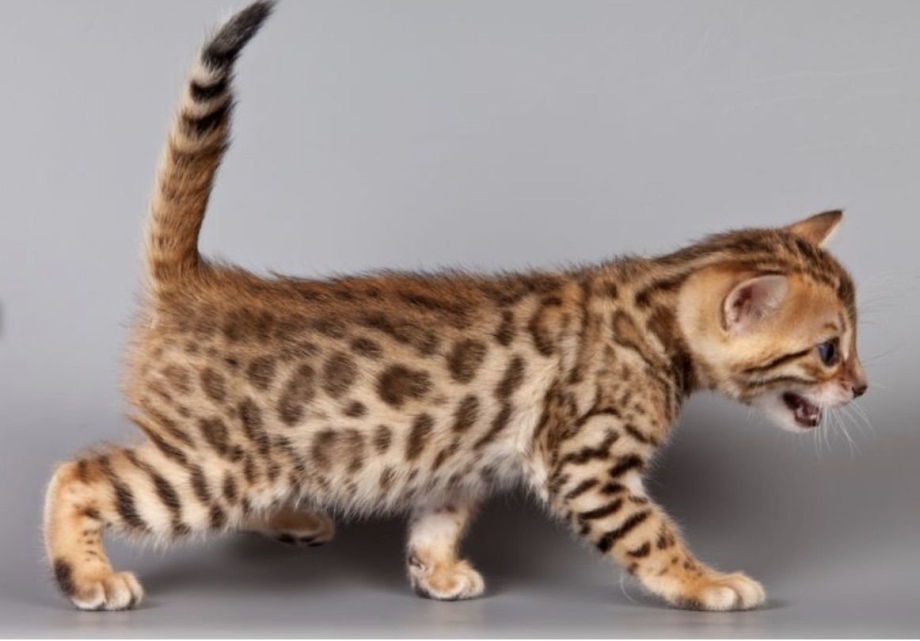 Бенгальский кот котенок