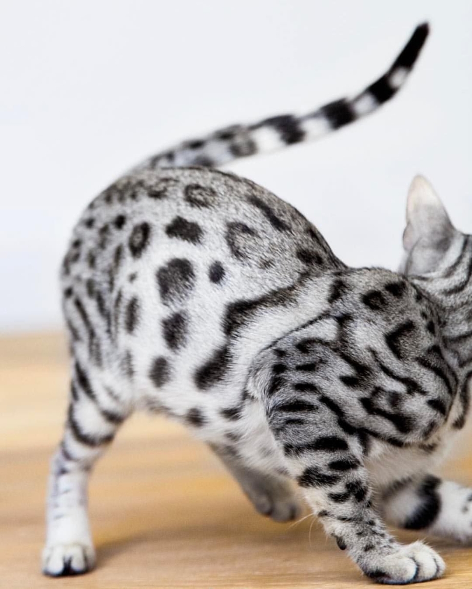 Бенгальский кот снежный Барс
