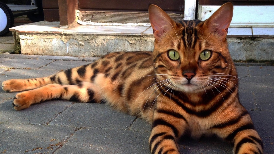 Бенгальская кошка