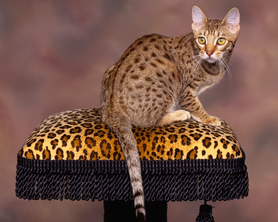 Бенгальская кошка